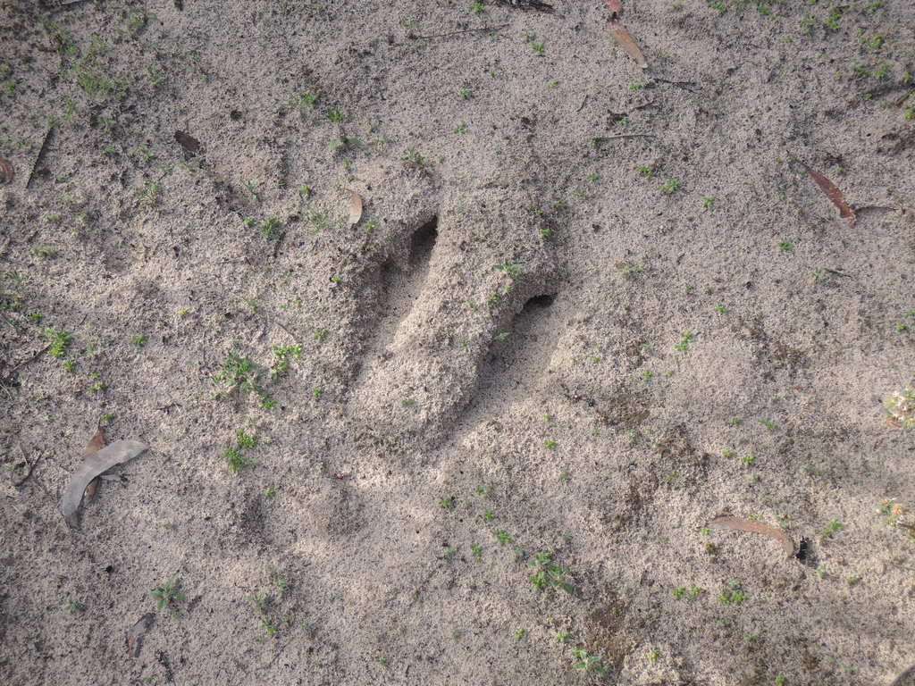 Other creatures' paths