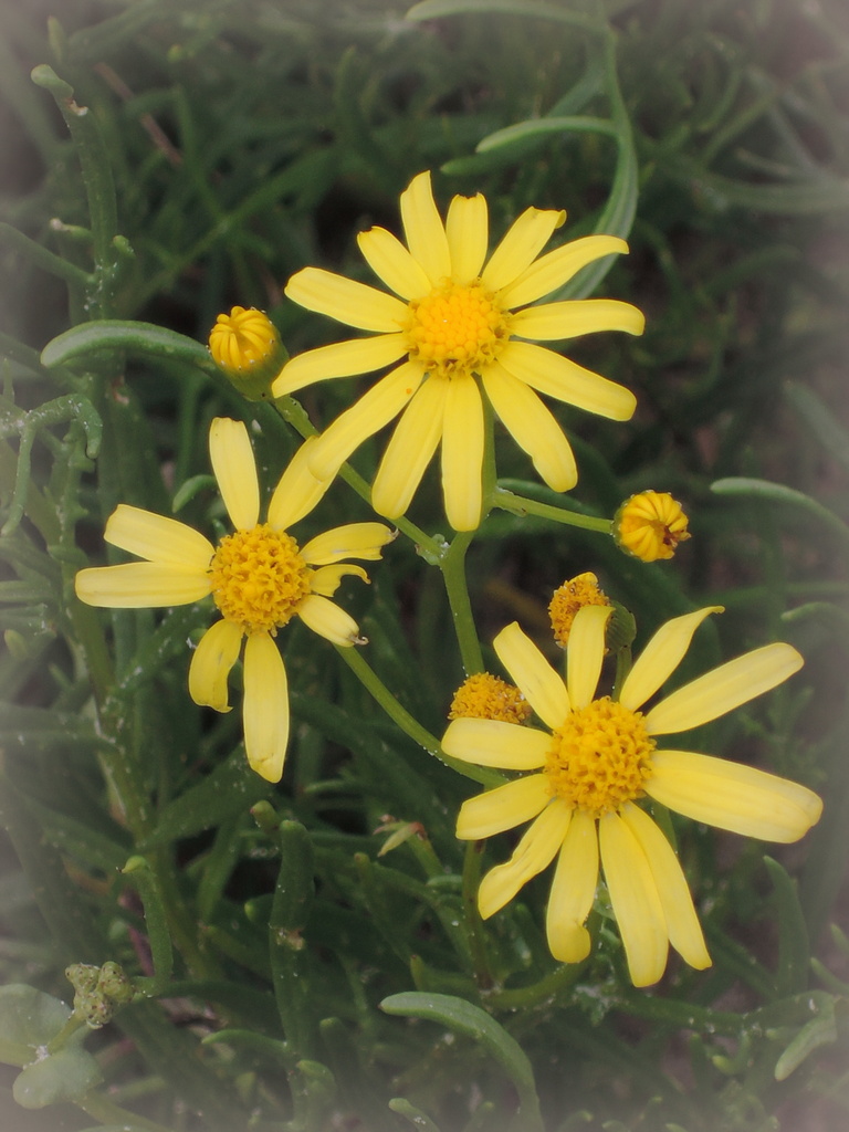 Variable groundsel on the dunes at Taperoo 19 July 2014 3.06 pm