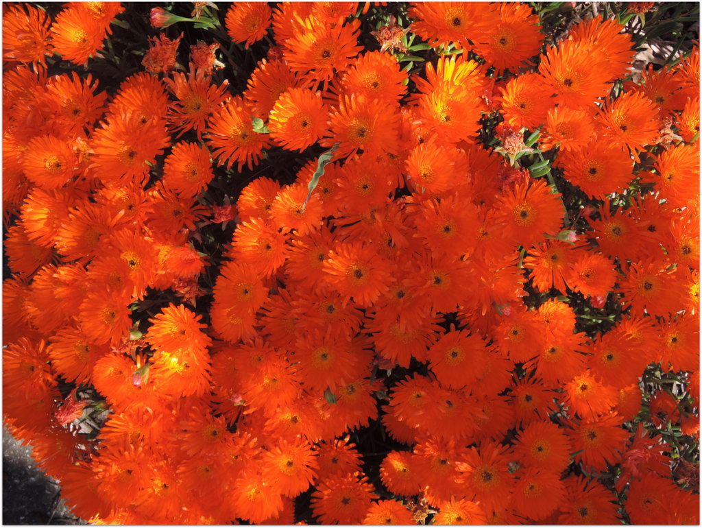 In the front garden at Taperoo 13 September 2015 1.34 pm