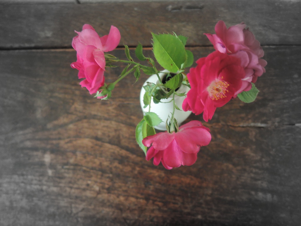 Roses from the bush I pulled out in 2007 29 October 2015 12.38 pm