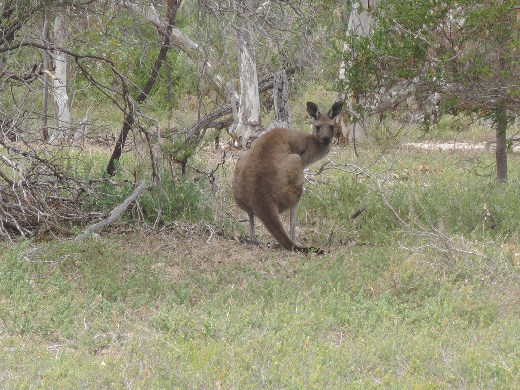 Aldinga Scrub 17 February 2016 1.06 pm