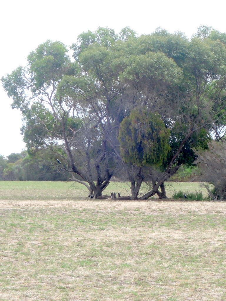Aldinga Scrub 17 February 2016 1.17 pm