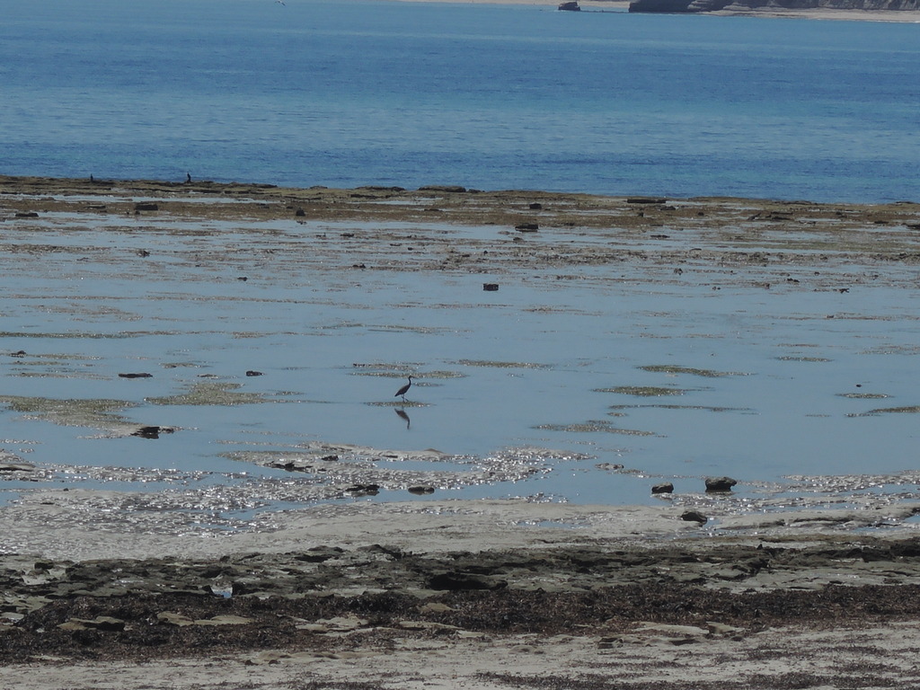 Grey heron standing in a rockpool 22 March 2016 12.12 pm
