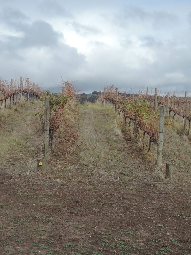 Late autumn in the vineyards 4 May 2016 1.35 pm