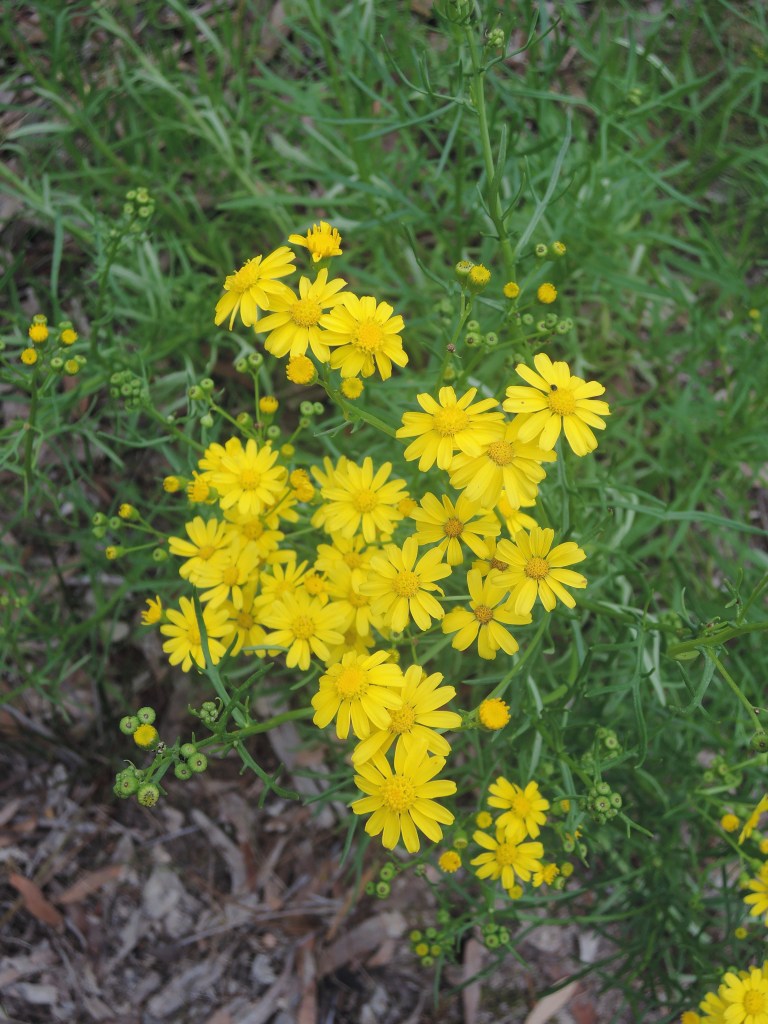 Variable groundsel (senecio lotus)