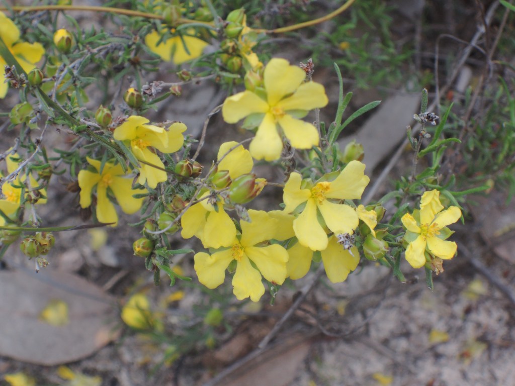 Guinea flower (hibbertia)