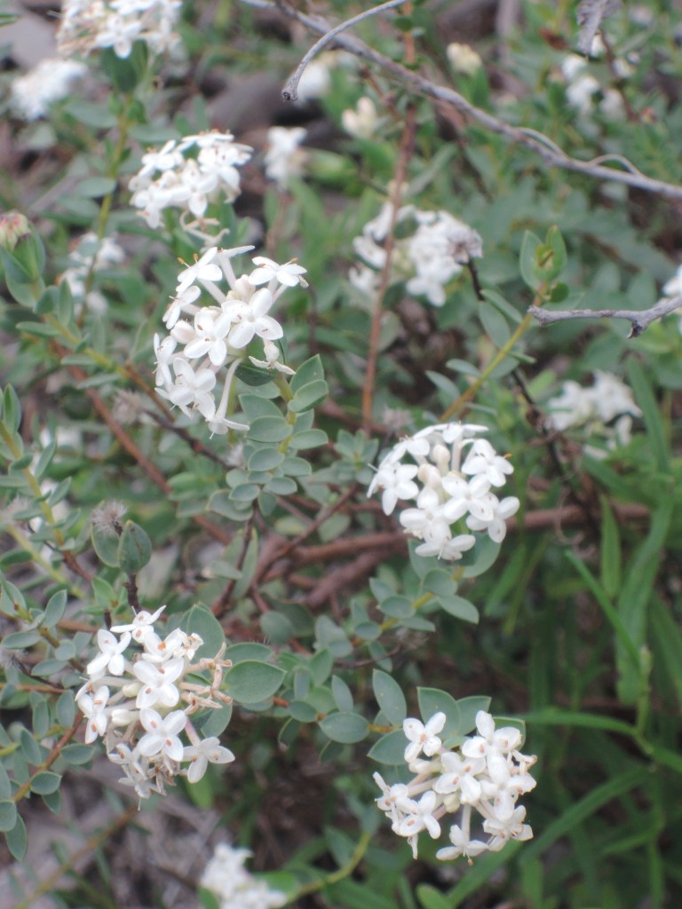 Smooth riceflower (pimelea glauca)