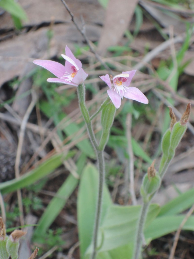 Pink fairy, a spider orchid (caladenia latifolia)