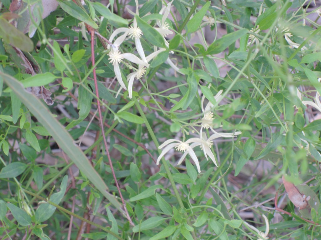 Old man's beard (clematis microphylla)