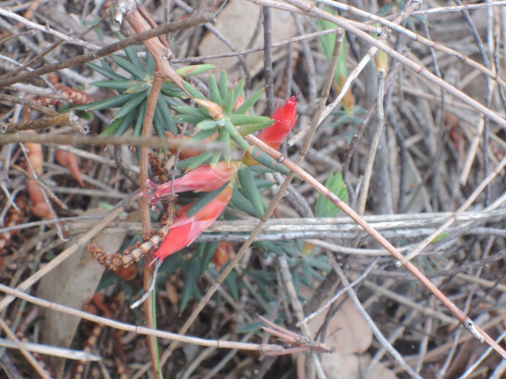 Flame heath (astraloma conostephioides)