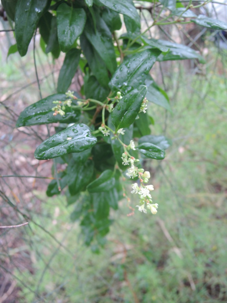 One drop of rain and then another
