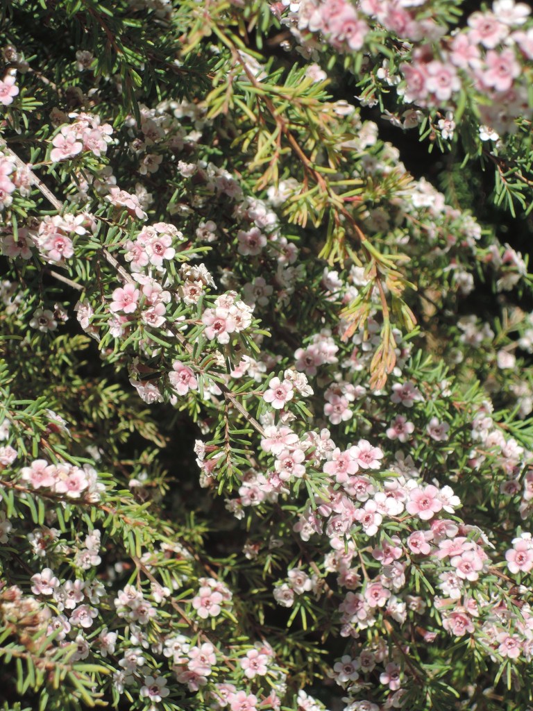 The wildflowers in Kings Park are glorious